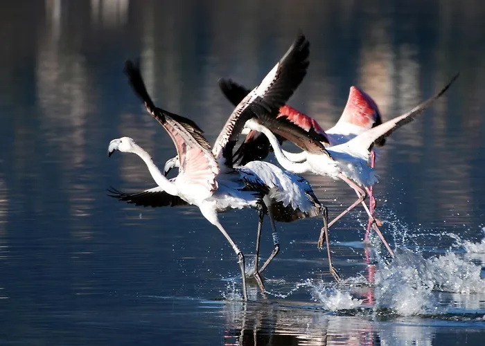 Appartement Chic Proche De La Bastia (Corsica)