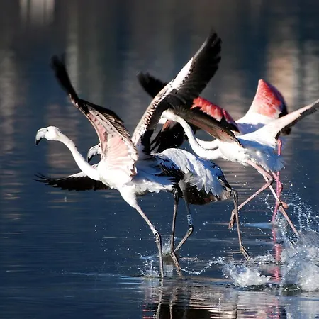 아파트 Chic Proche De La 바스티아